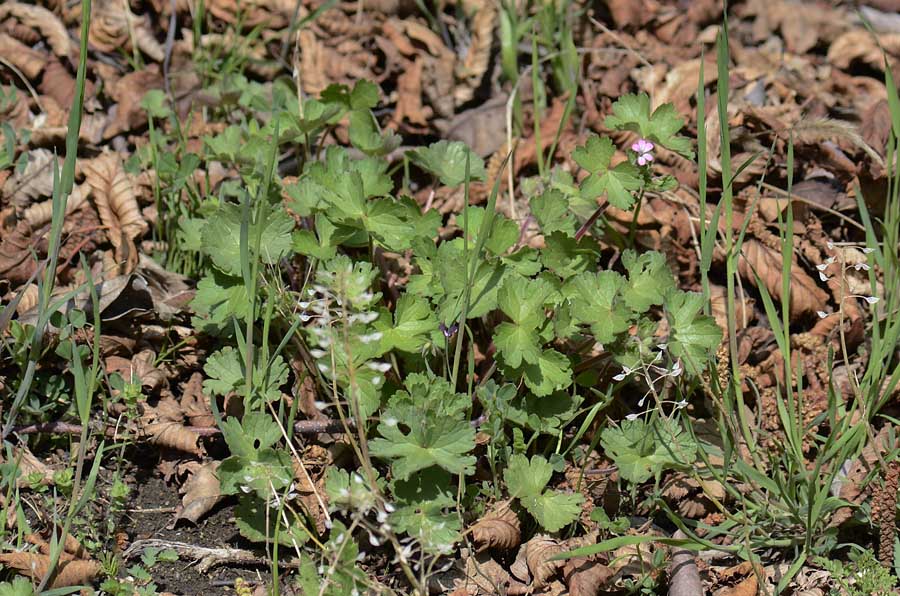 Geranium rotundifolium / Geranio malvaccino